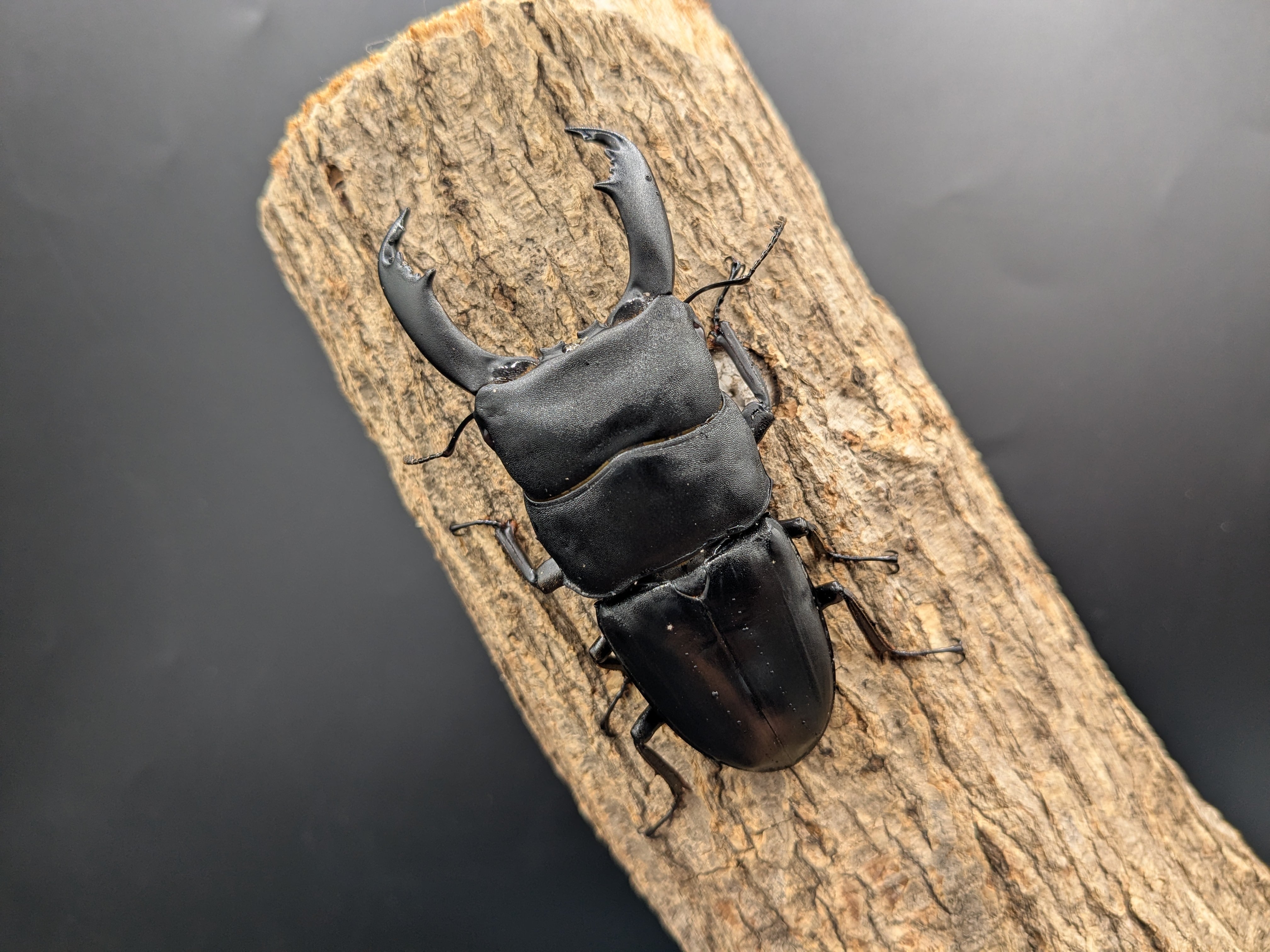 WDスラウェシヒラタ ♂87mm♀37mm