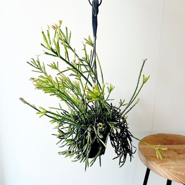 森のカーテン リプサリス エワルディアナ 観葉植物 calm cafe