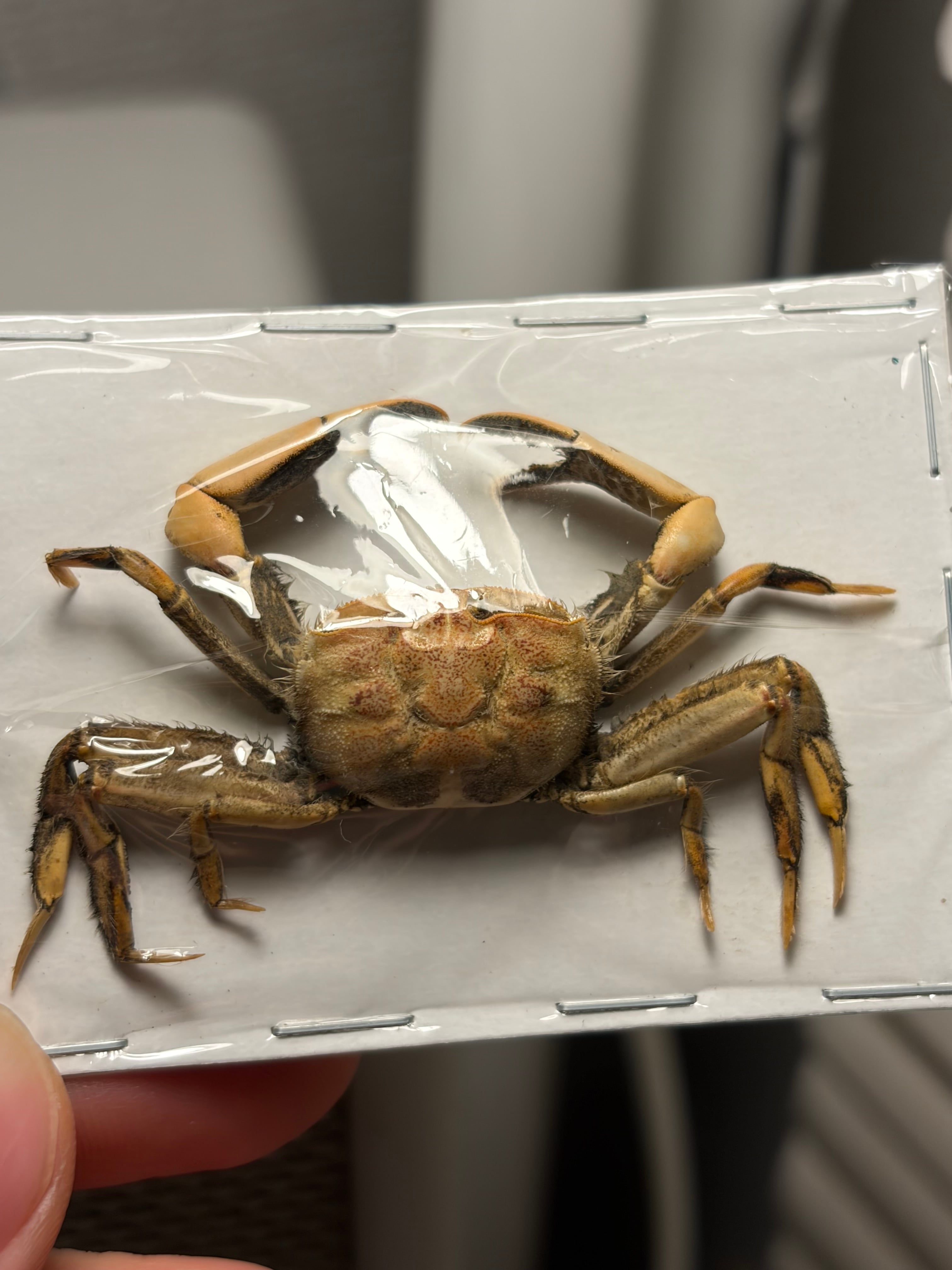 蟹標本】一般的なカニの標本 ガニ 甲殻類 シャコ エビ モンハナシャコ