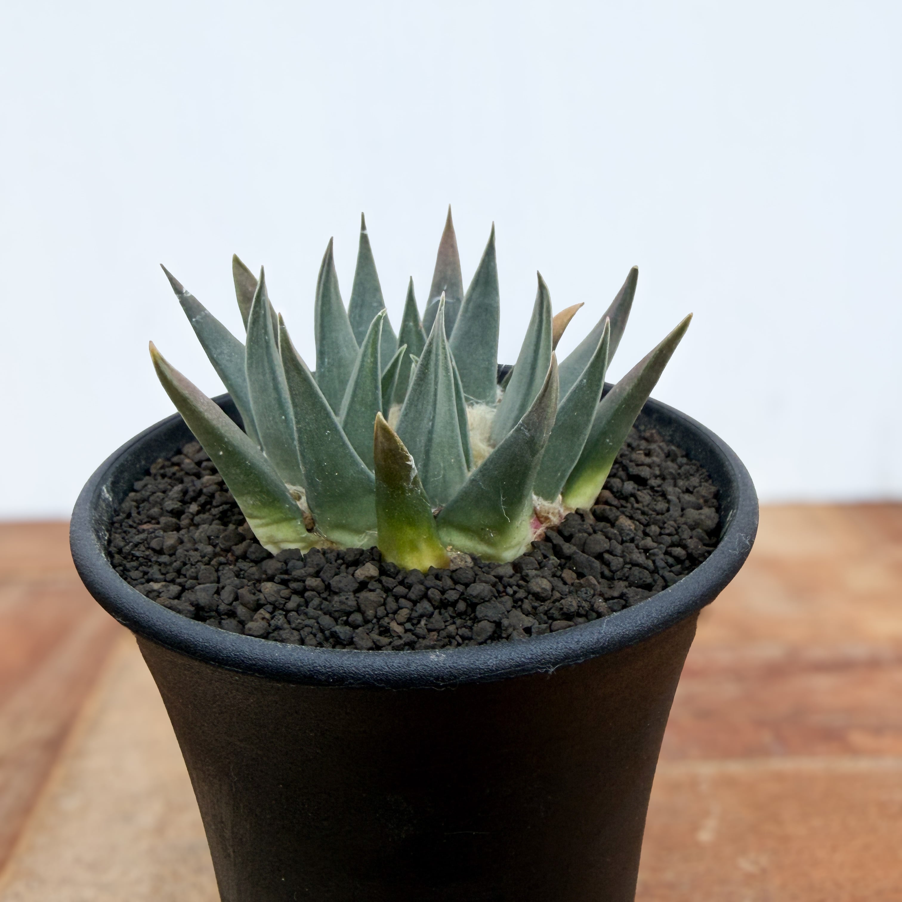 Ariocarpus | RIMO'S GREEN 【Saboten & Succulent】