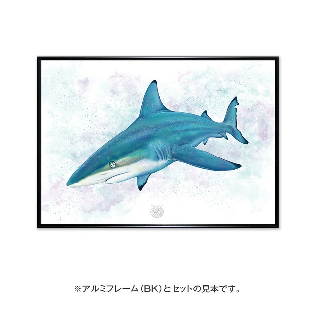【海のいきものアートポスター／魚】カマストガリザメ