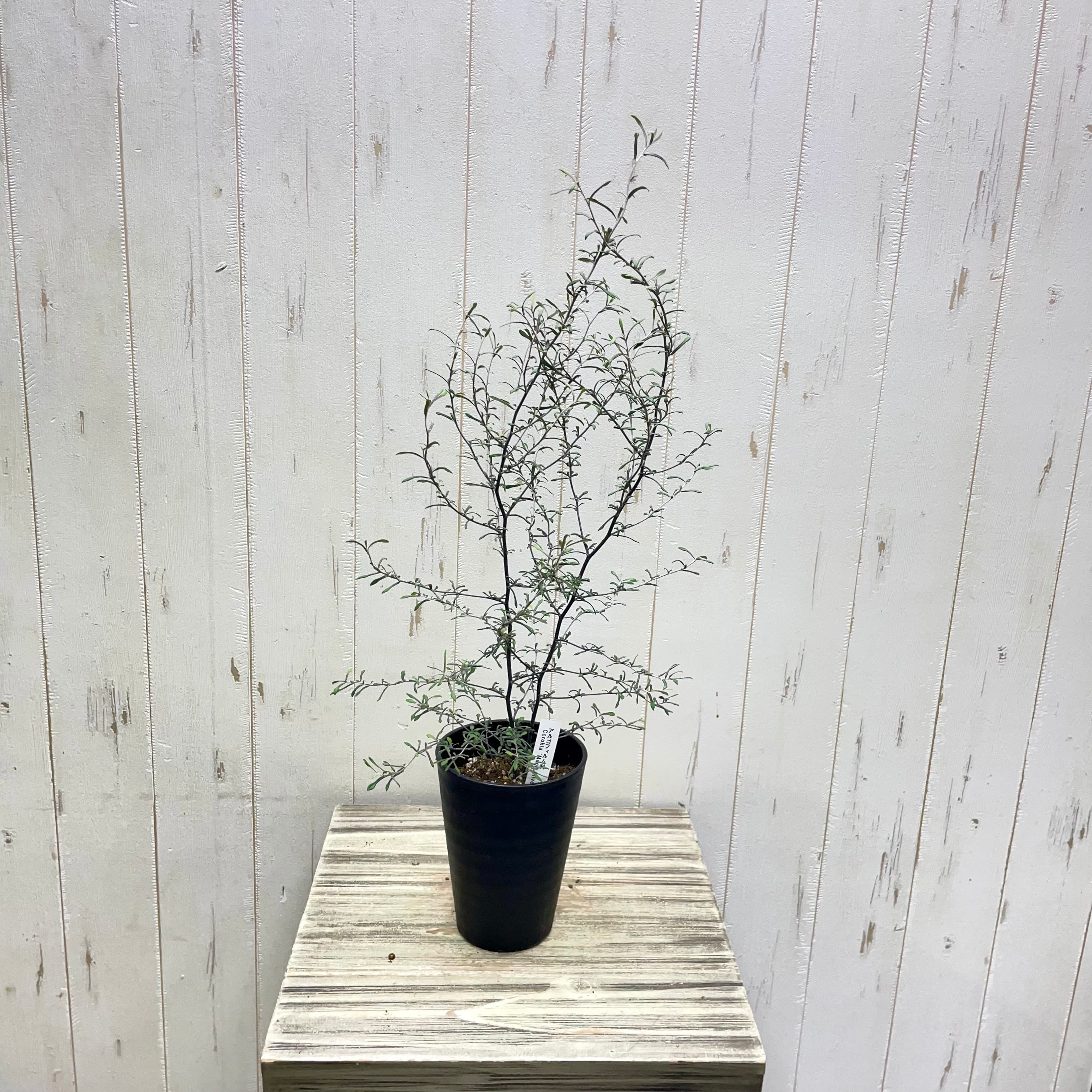 2株植え コロキア マオリシルバー 4号鉢 | PLANTS SHOP OLIVE