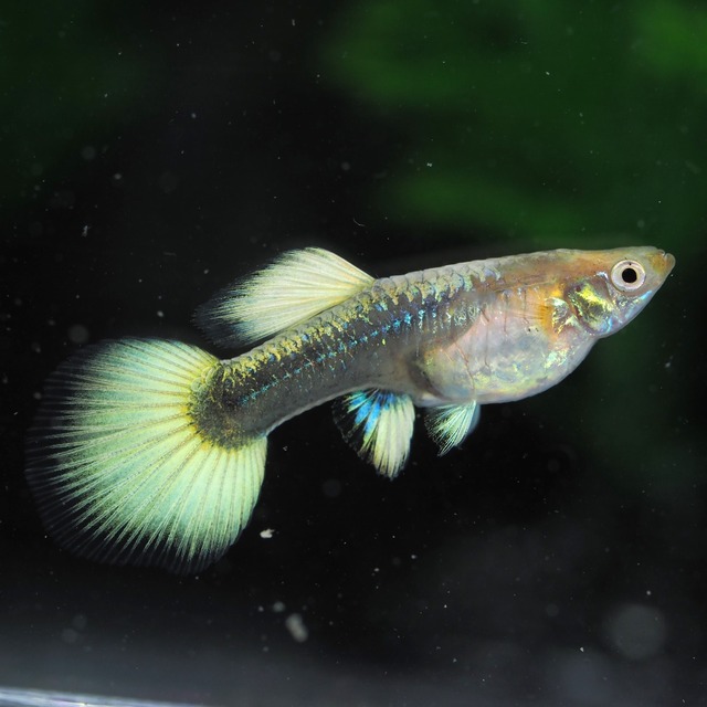 【専用】フルゴールドリボン　若魚2カルテット