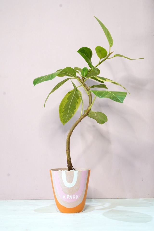 フィカス アルテシマ　エコポット　観葉植物　６号