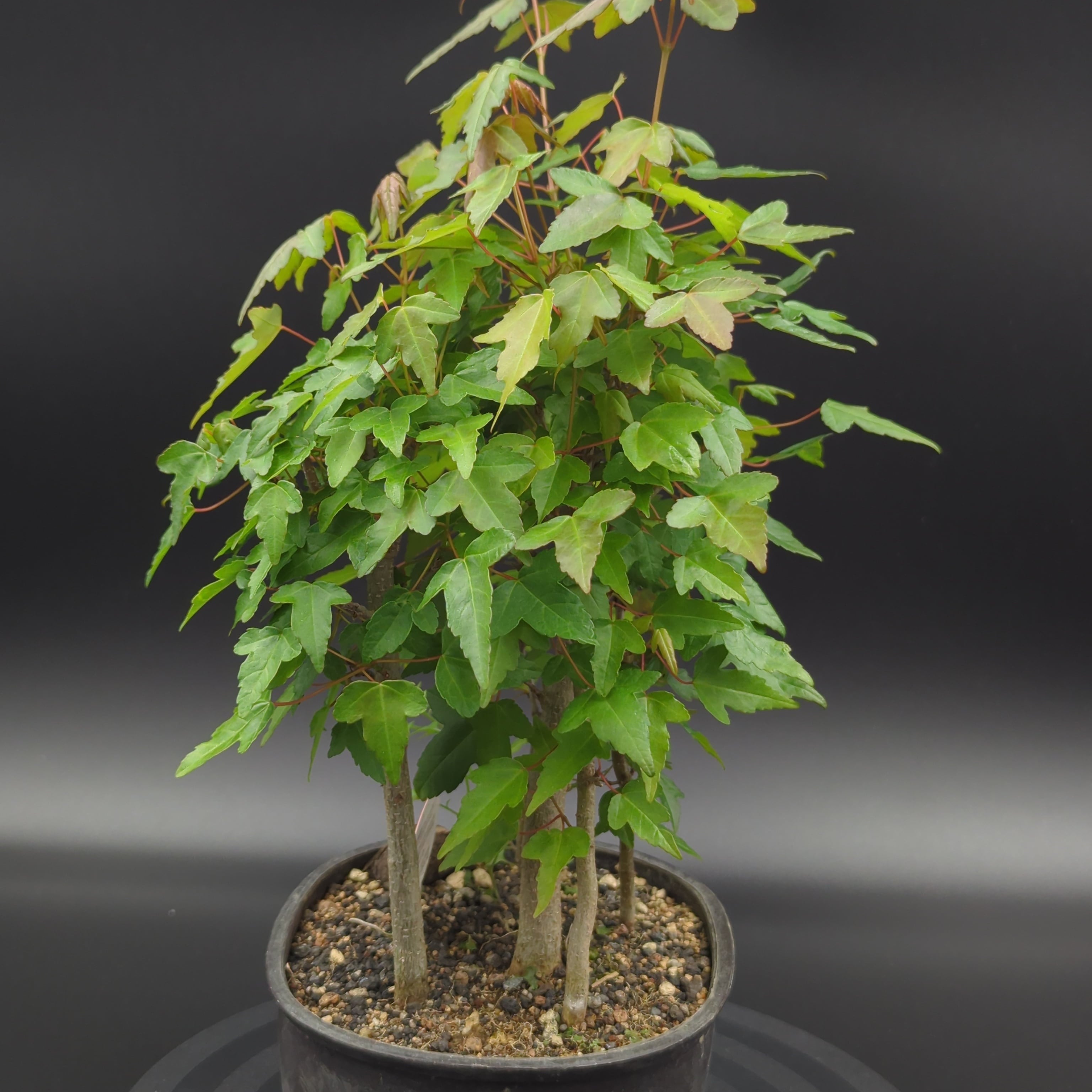 唐楓 ミニ盆栽 | BRIDGE GARDEN