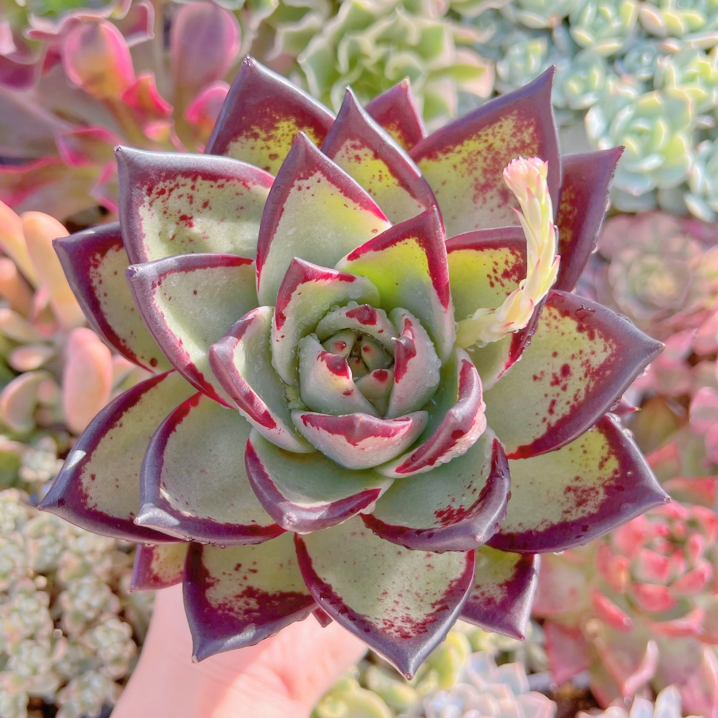 現品　黒魔王#536　大苗　るる農園