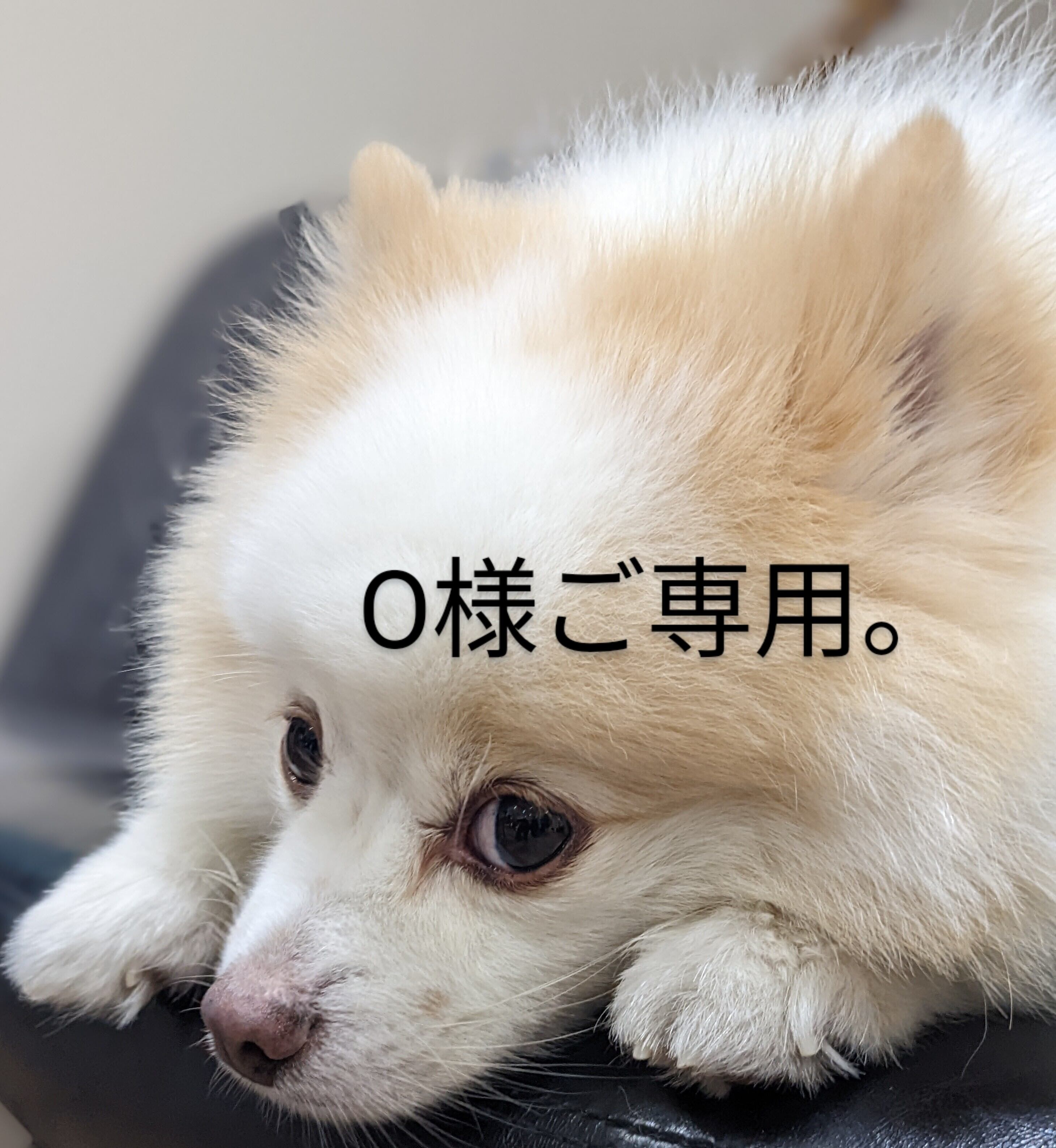 人気激安 みきや様 〜専用〜 フェイスクリーム - abacus-rh.com