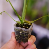 Monstera ‘Yellow Marilyn’｜モンステラ イエロー マリリン｜観葉植物