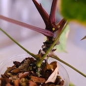 Anthurium kunayalensis × Anthurium Zara 'Michelle'|アンスリウム クナヤレンシス × ザラ・ミシェル②|観葉植物