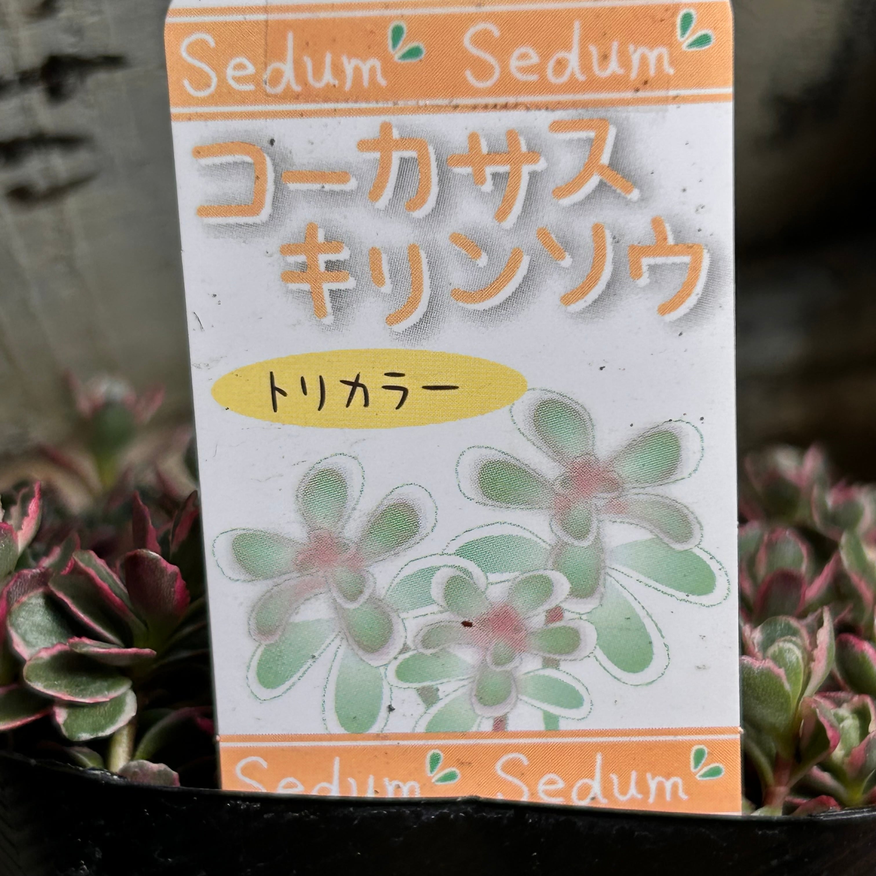 トリカラー | RuPo 多肉植物専門店