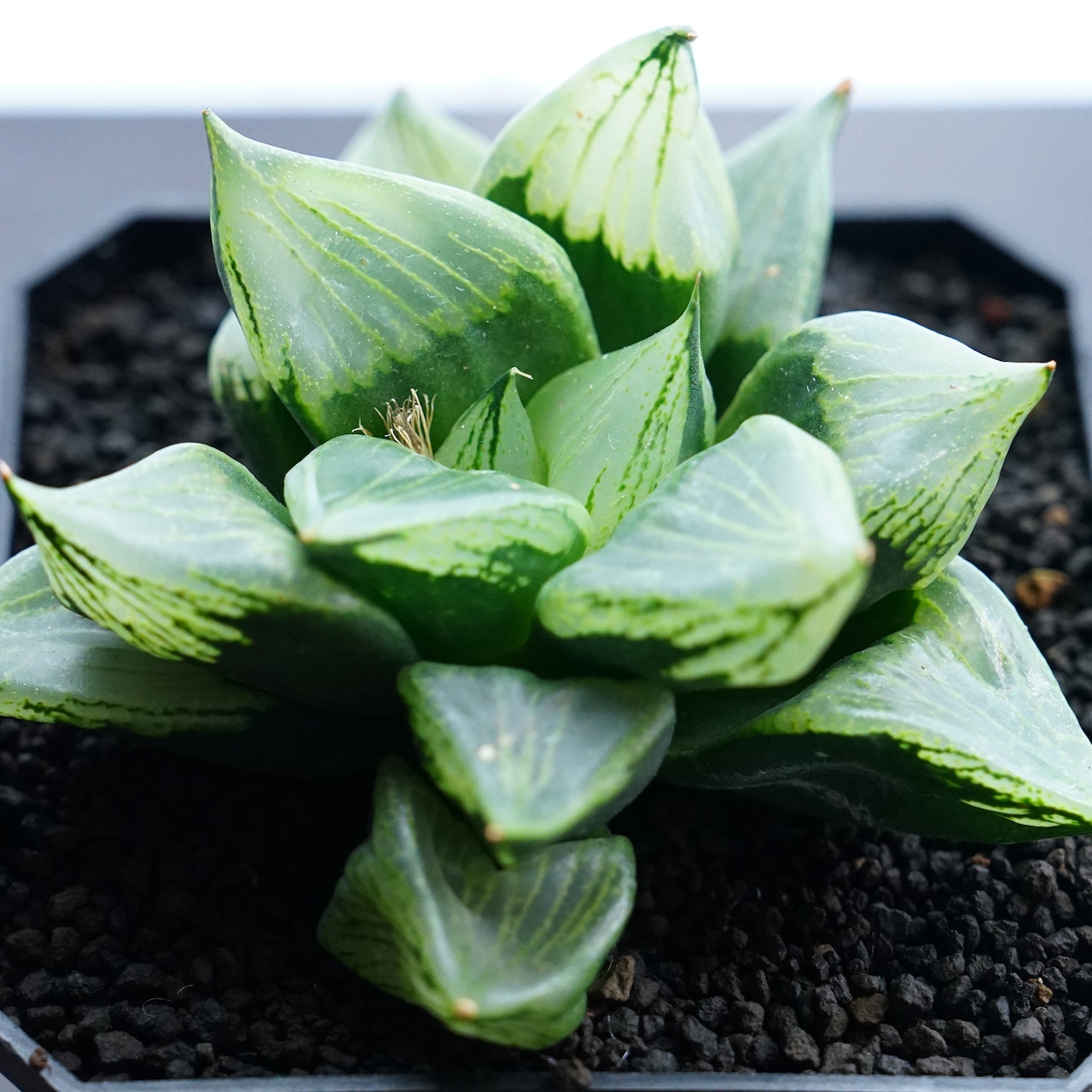 カット苗 裏般若 Haworthia 'Ura Hannya'