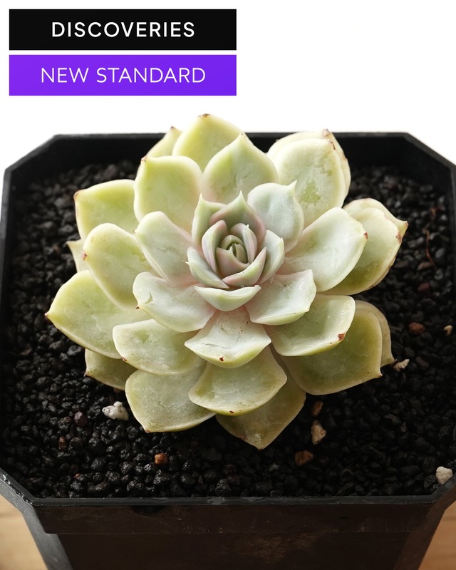 【NEW-STANDARD】 水耕栽培苗 瑠璃月 M Echeveria 'Glazed Moon'