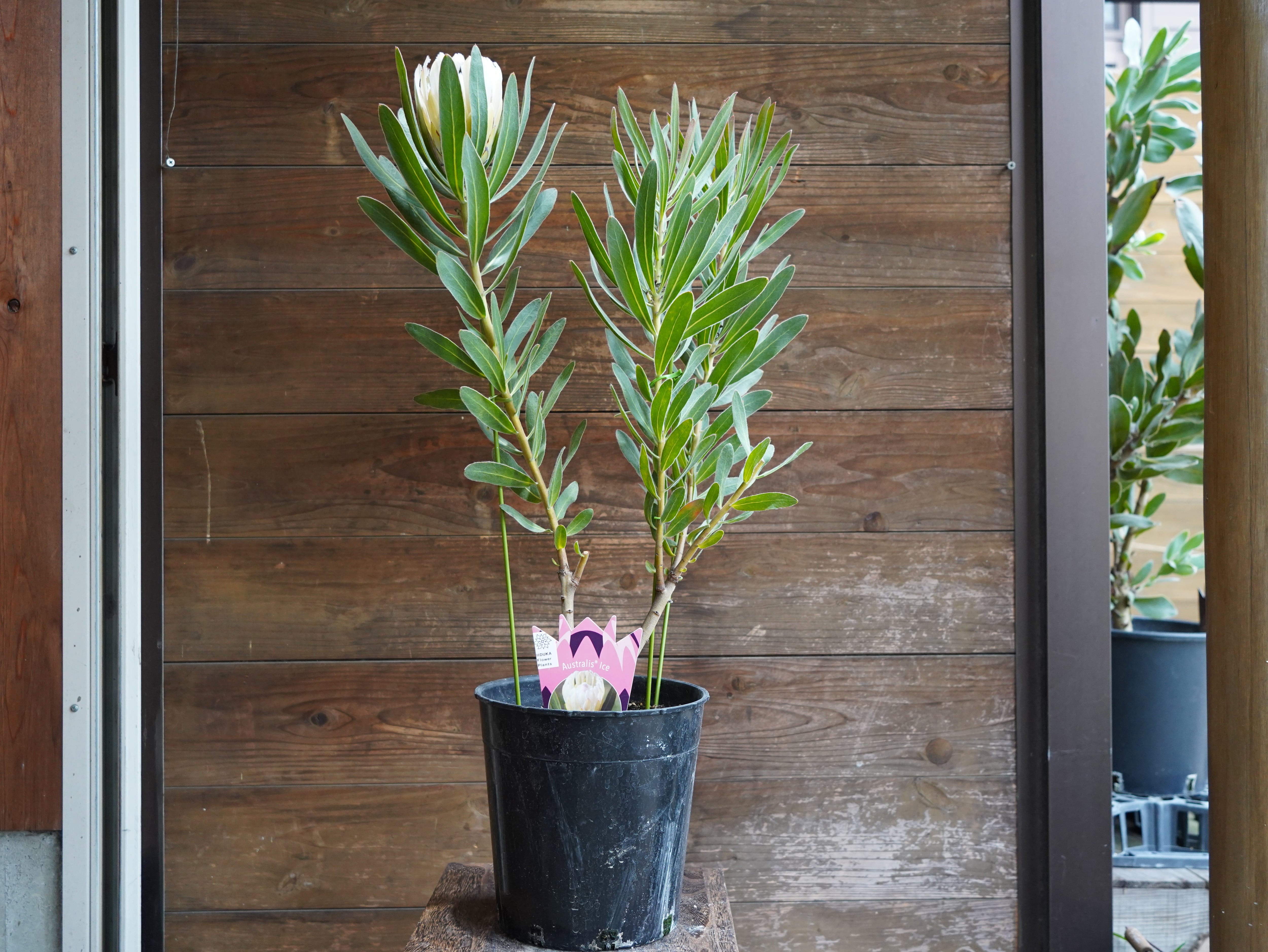 【現物】プロテア  "オーストラリスアイス"