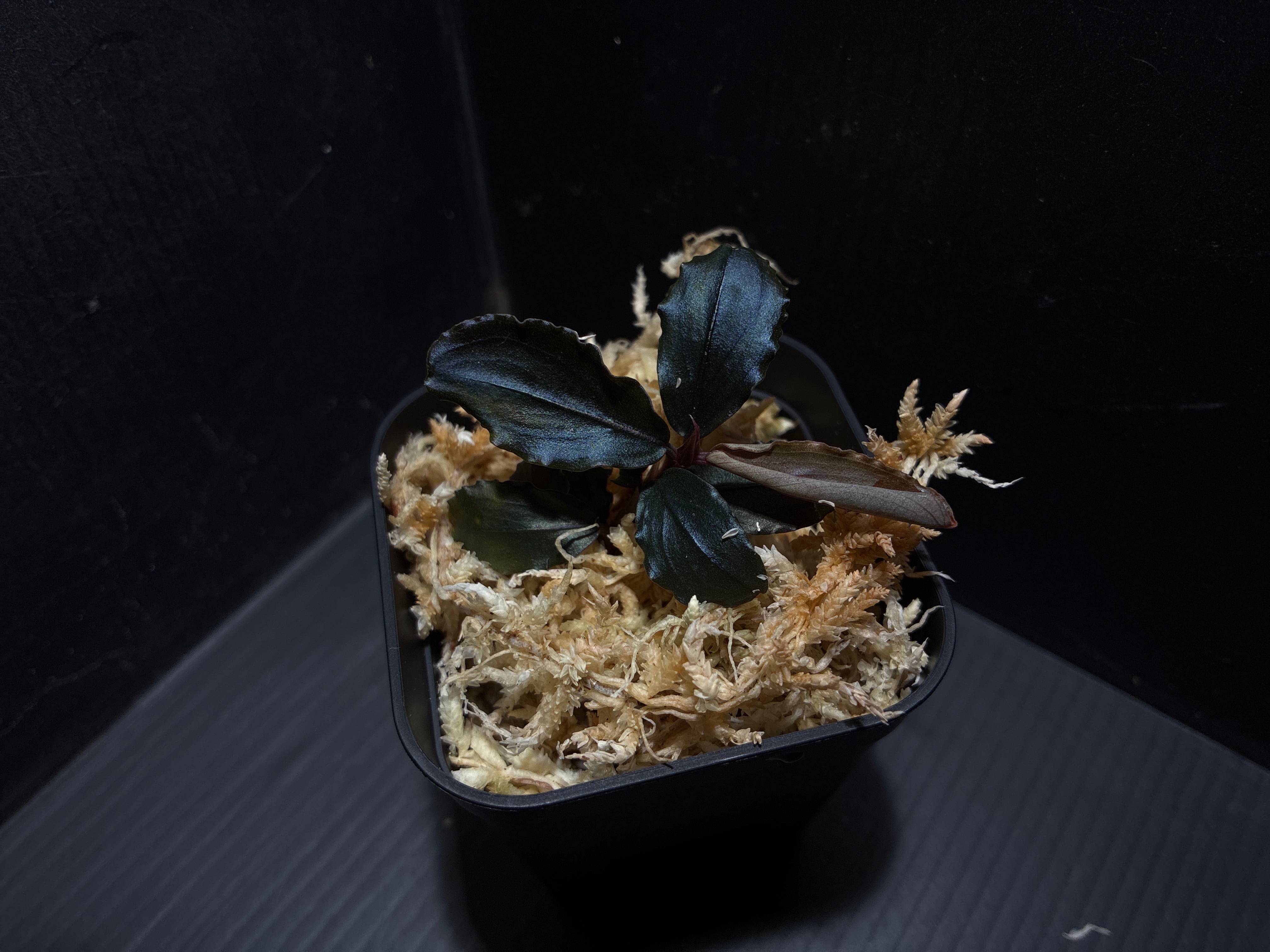 水草 Bucephalandra sp.\