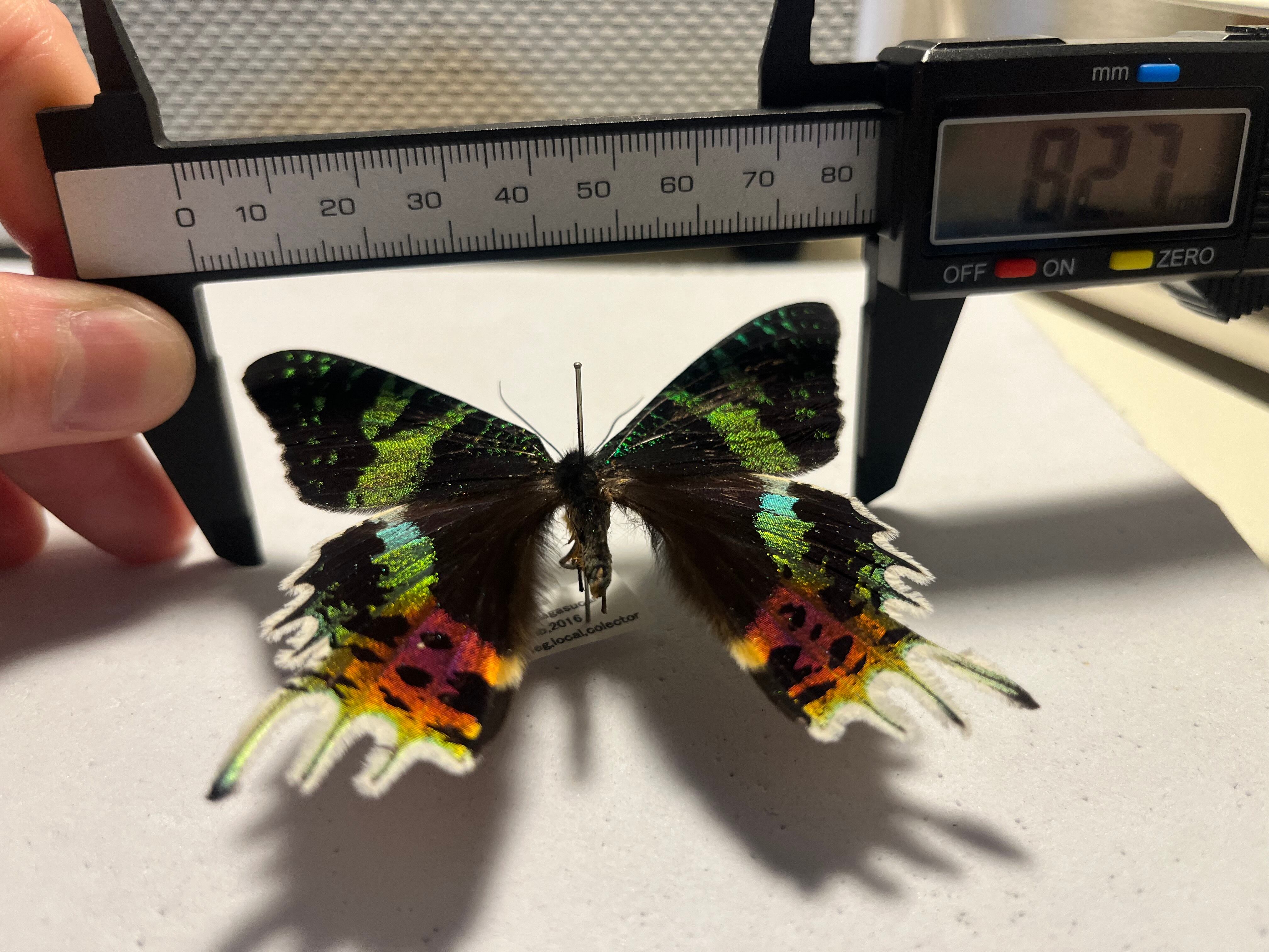 発色GOD】ニシキツバメガ Chrysiridia rhipheus 標本 蝶 外国産蝶標本