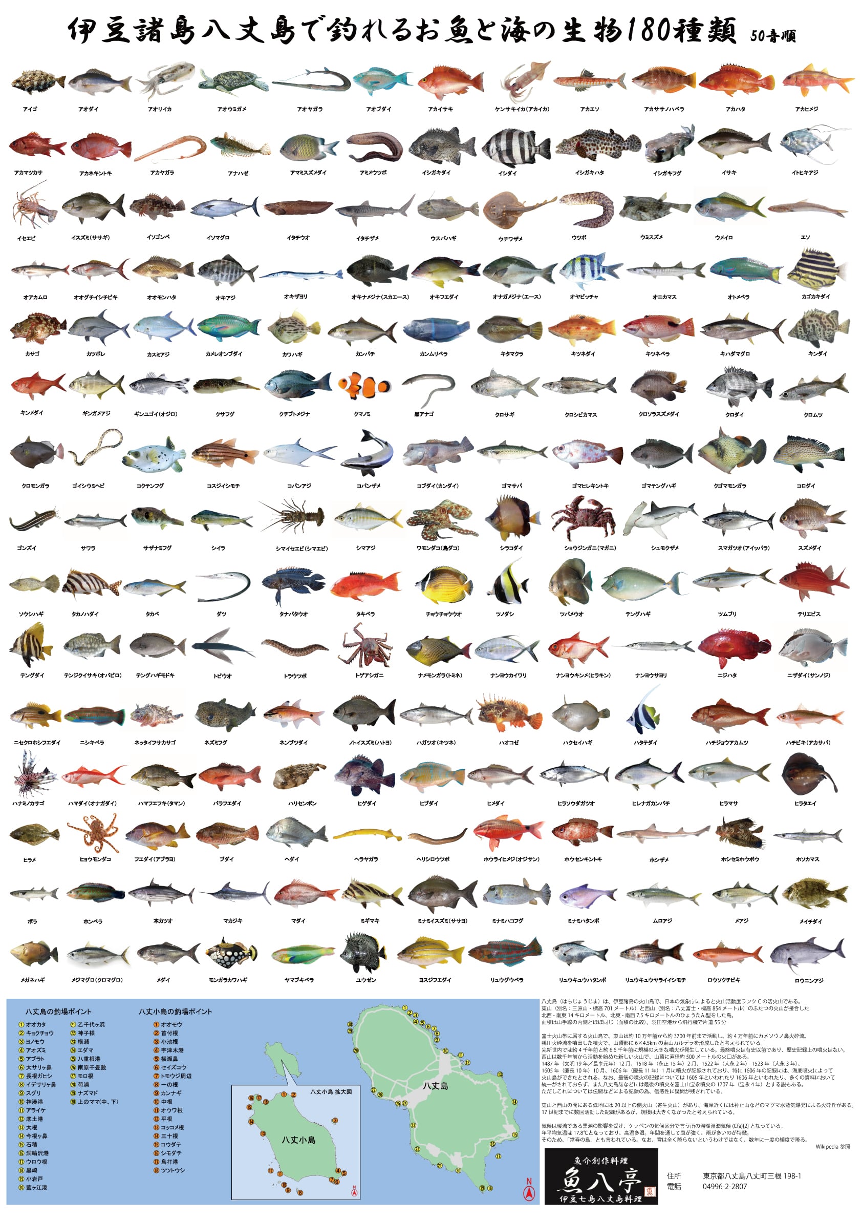 伊豆諸島八丈島で釣れるお魚と海の生物180種類（A1サイズポスター