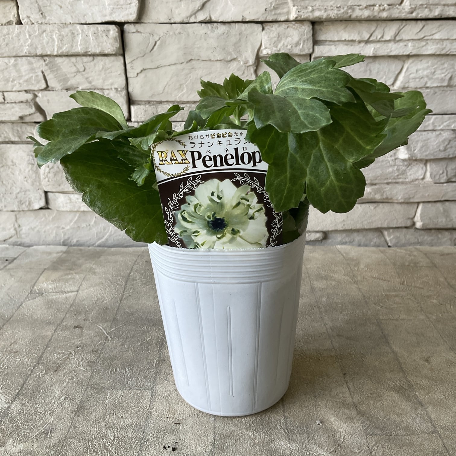 ラナンキュラス ラックス 選べる17種 | 橋本種苗園