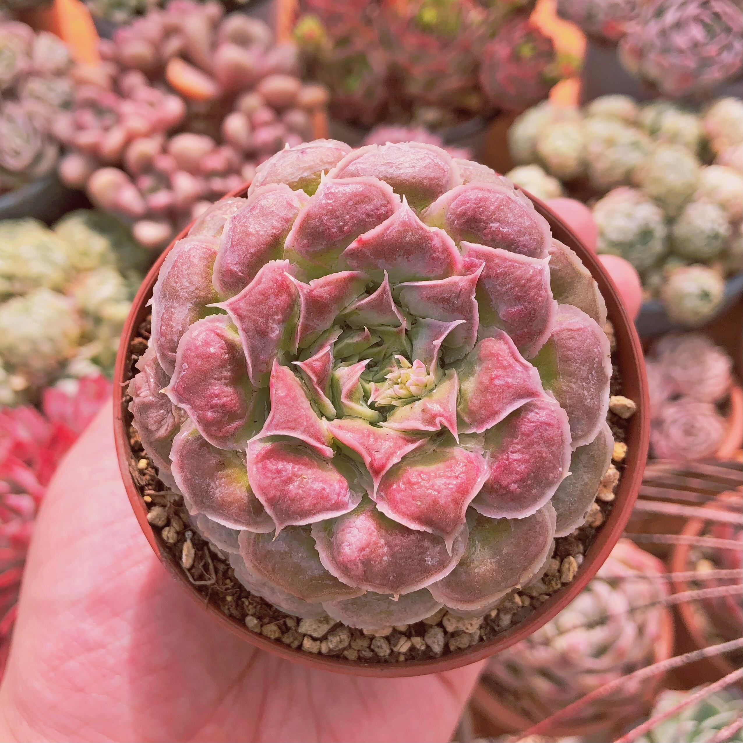 多肉植物　バロンボルドxヘアリナ