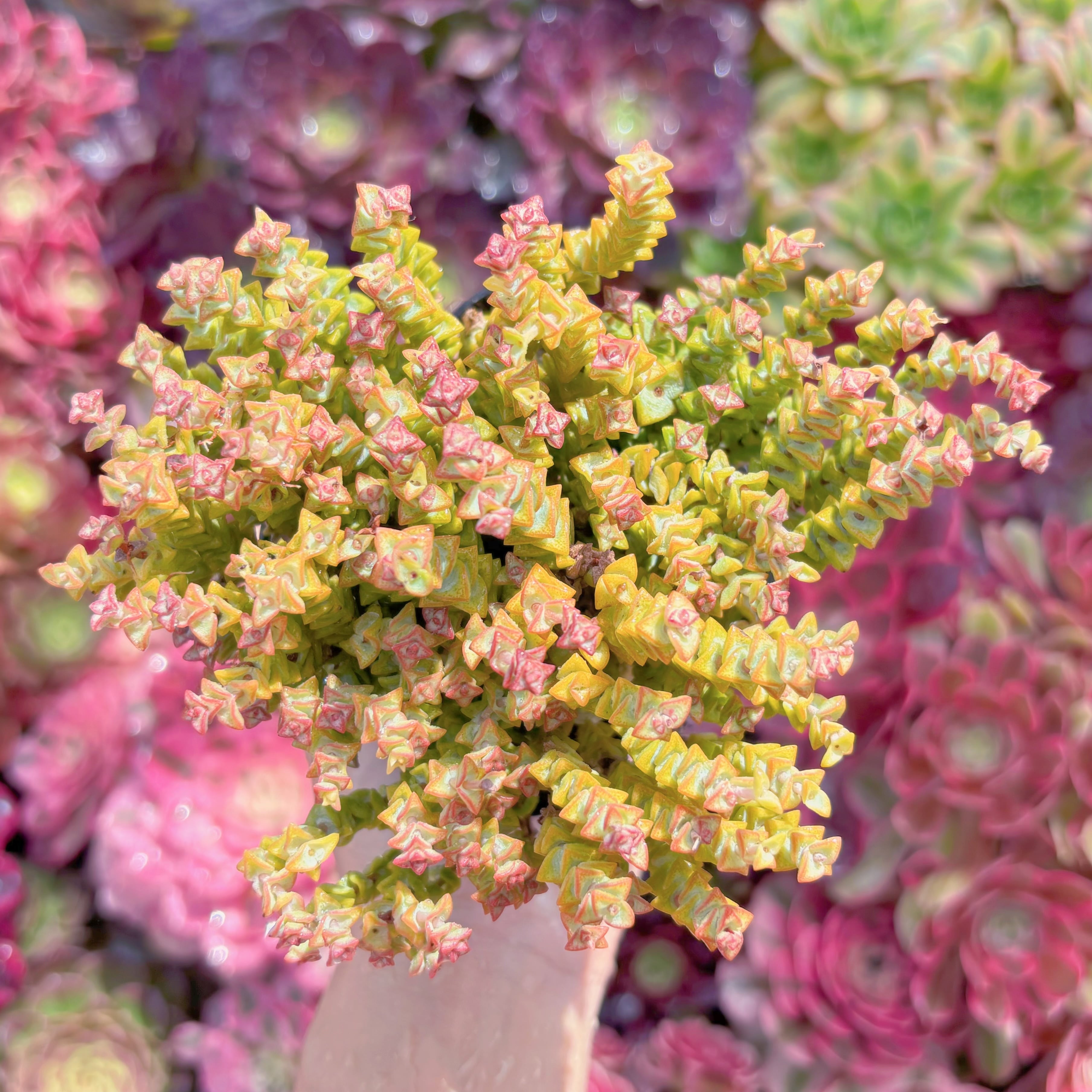 現品　小米星#K594　るる農園