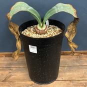 ウェルウィッチア ミラビリス 奇想天外 特大株【934】