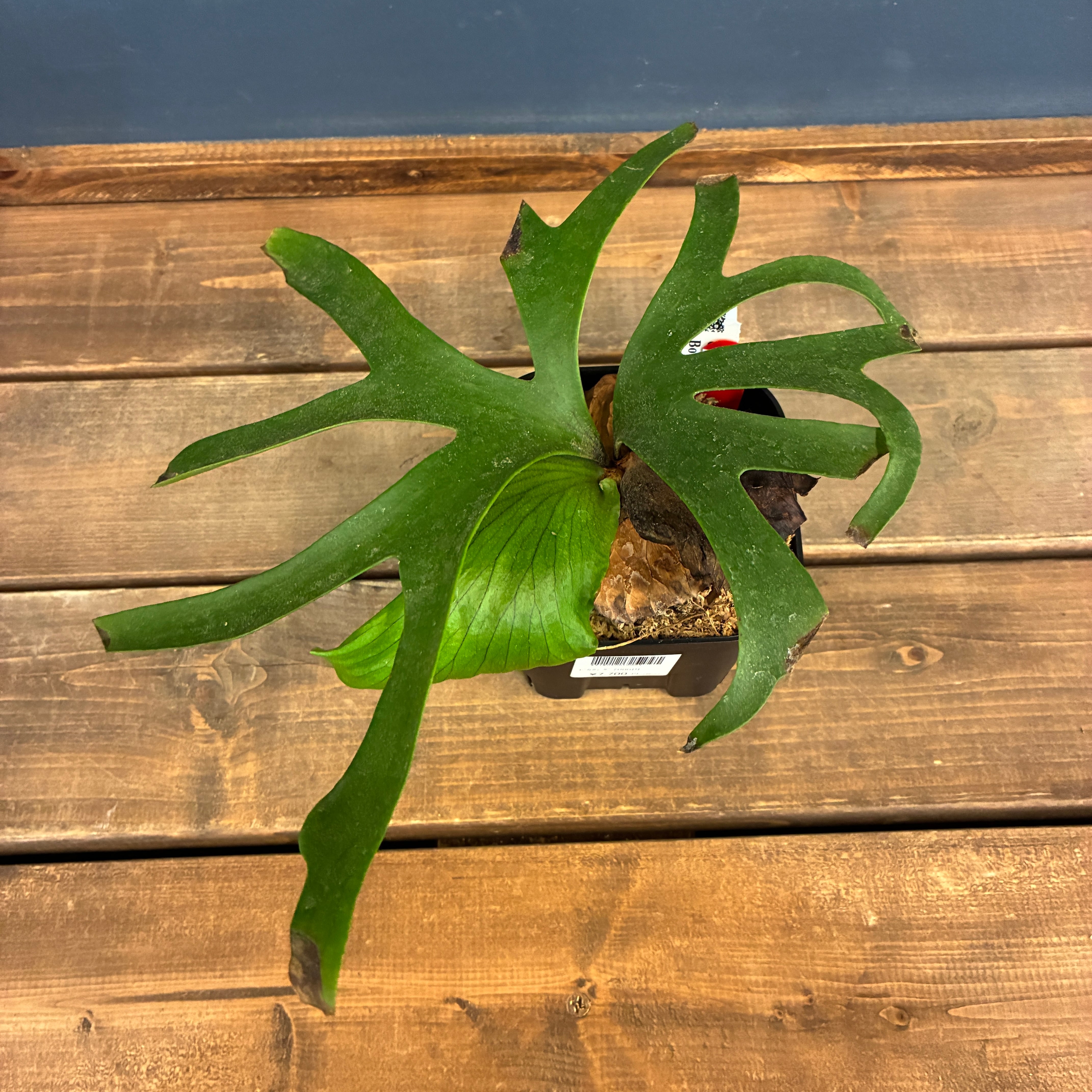 Platycerium coronarium ビカクシダ コルク付 大株 ビカクシダ P. coronarium cv 'QQ' (TC)【865】 | PROTOLEAF プロトリーフ