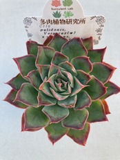 【現物商品】プリドニス x シムランスLS