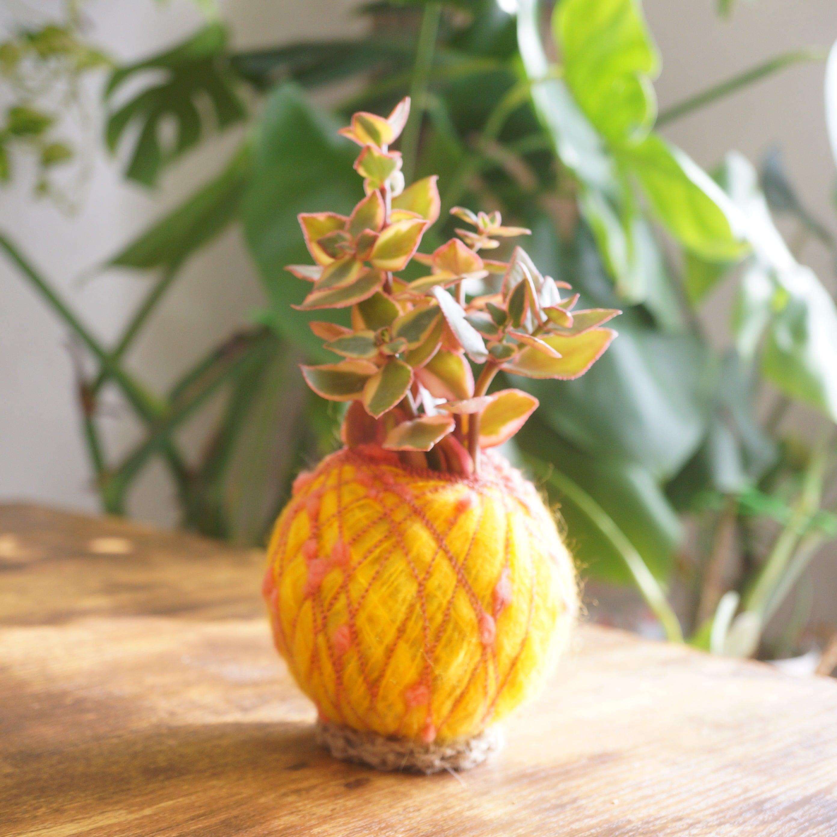 コロッコ | カンキチ工房 オンラインショップ//植物を枯らしてしまう