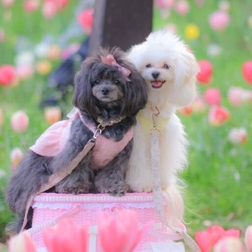 マルベル 犬服 FluffyTweedOnepiece ツイード ワンピ ファー 即納販売 Twinkly tweed ops ツイードワンピース ＋ブローチ3個