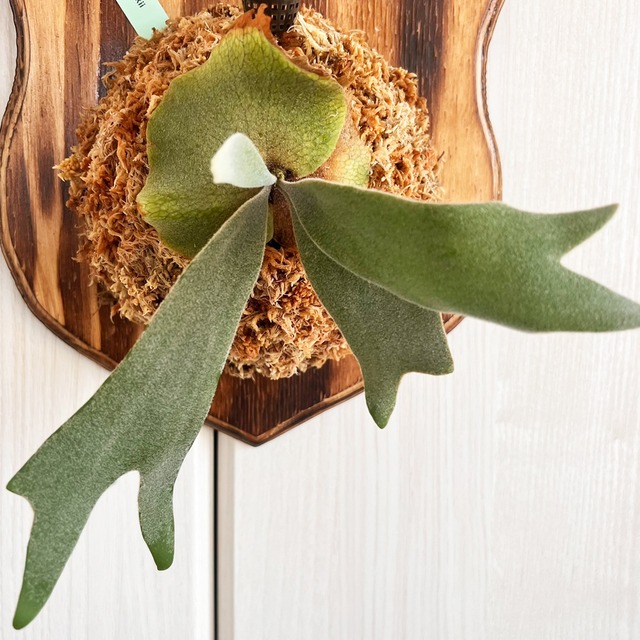 ビカクシダ ウィリンキー 板付 【観葉植物 室内 コウモリラン】