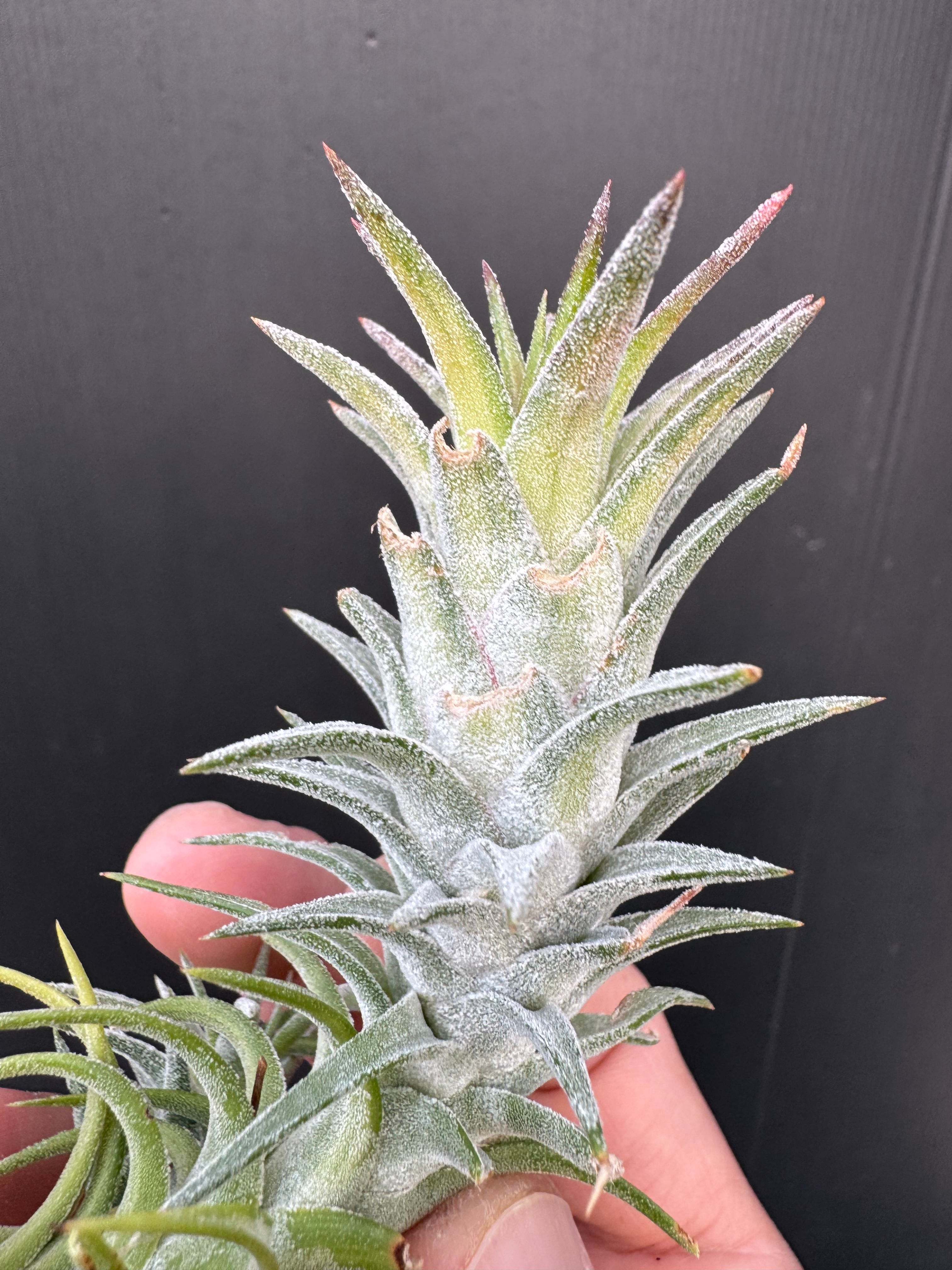 イオナンタ バンハイニンギー バリエガータ ionantha v. vanhyningii