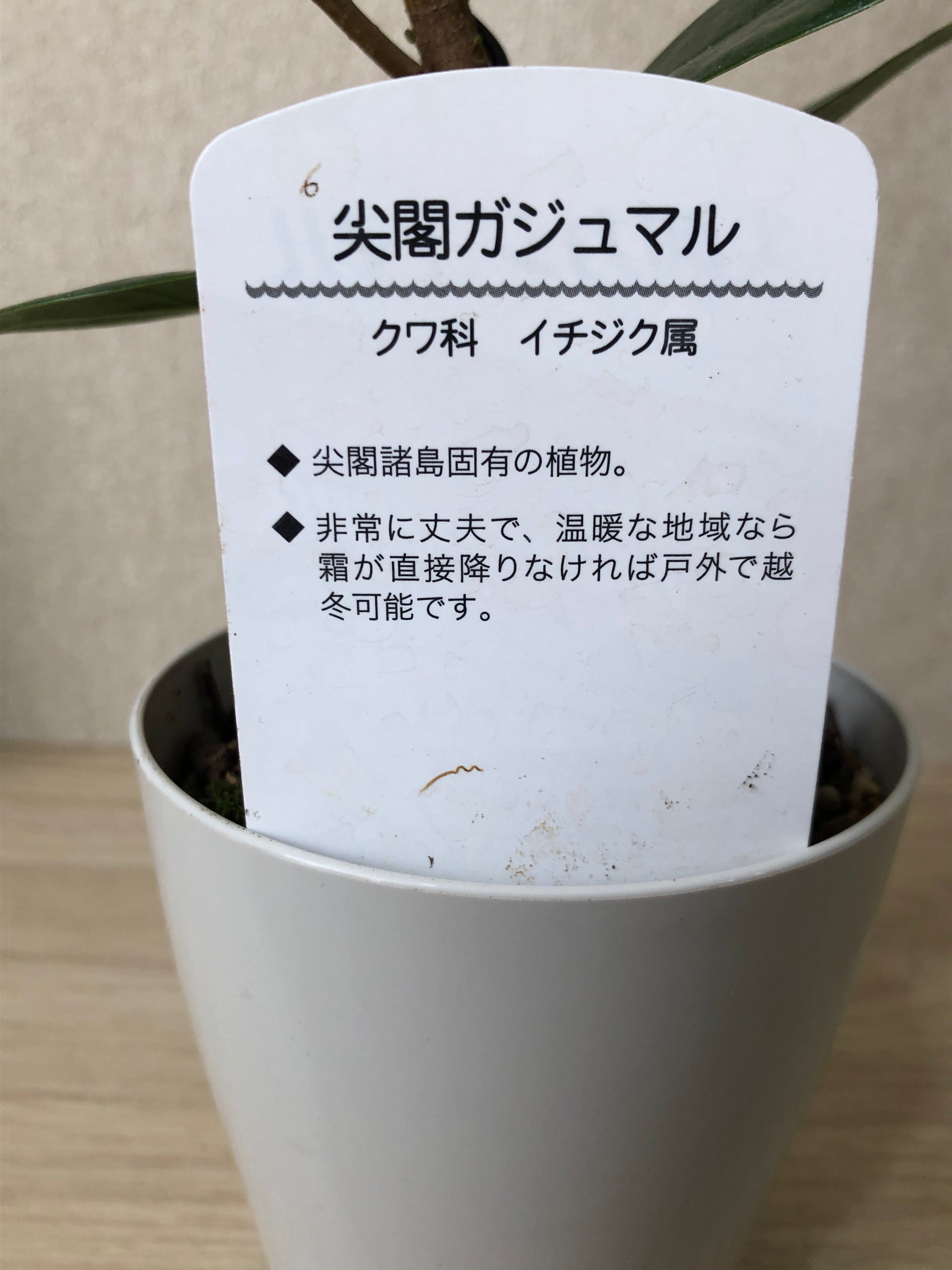尖閣ガジュマル 曲げ木仕立て 3号鉢 | 野本植堂