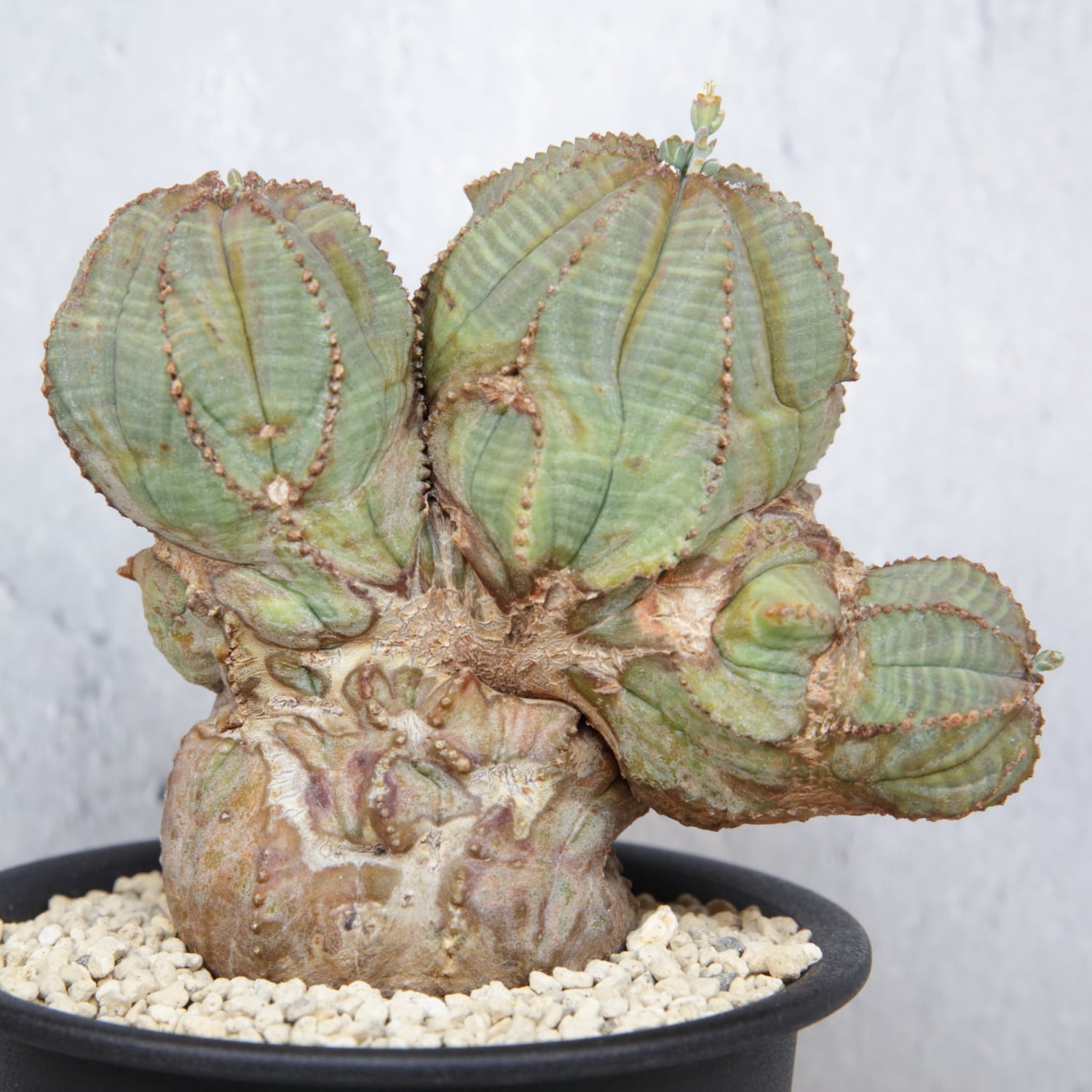 オス株【超厳選株】異型 大株 最大幅約12cm トリプルヘッド 綴化