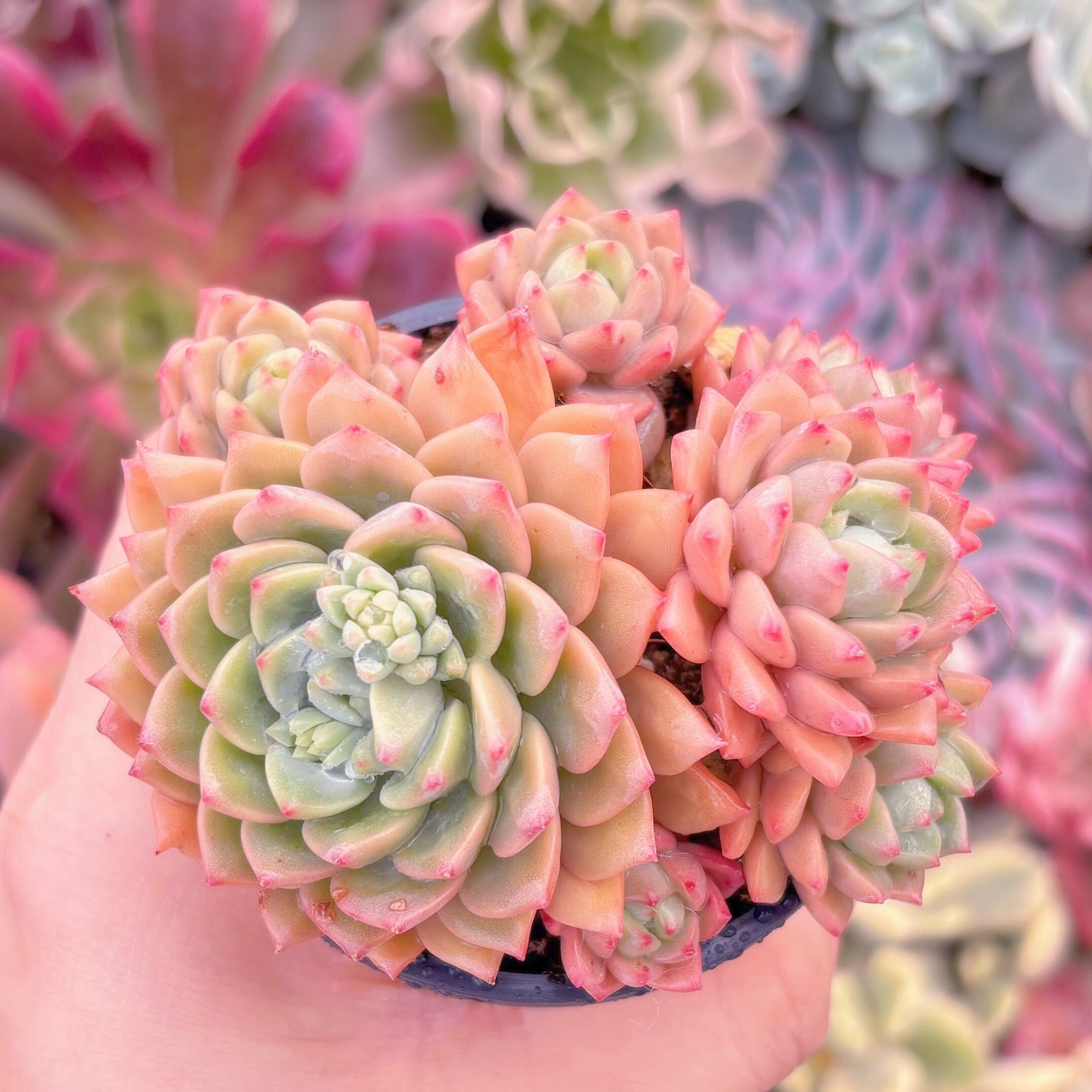 現品　沙羅姫蓮華#536　るる農園