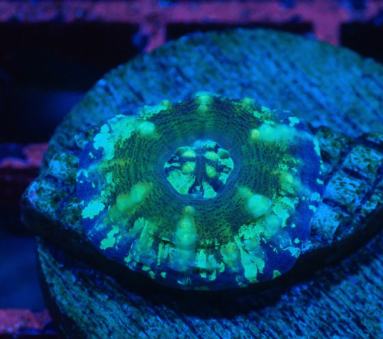 【現地買付】ScolymiaBaby"Blue"  13