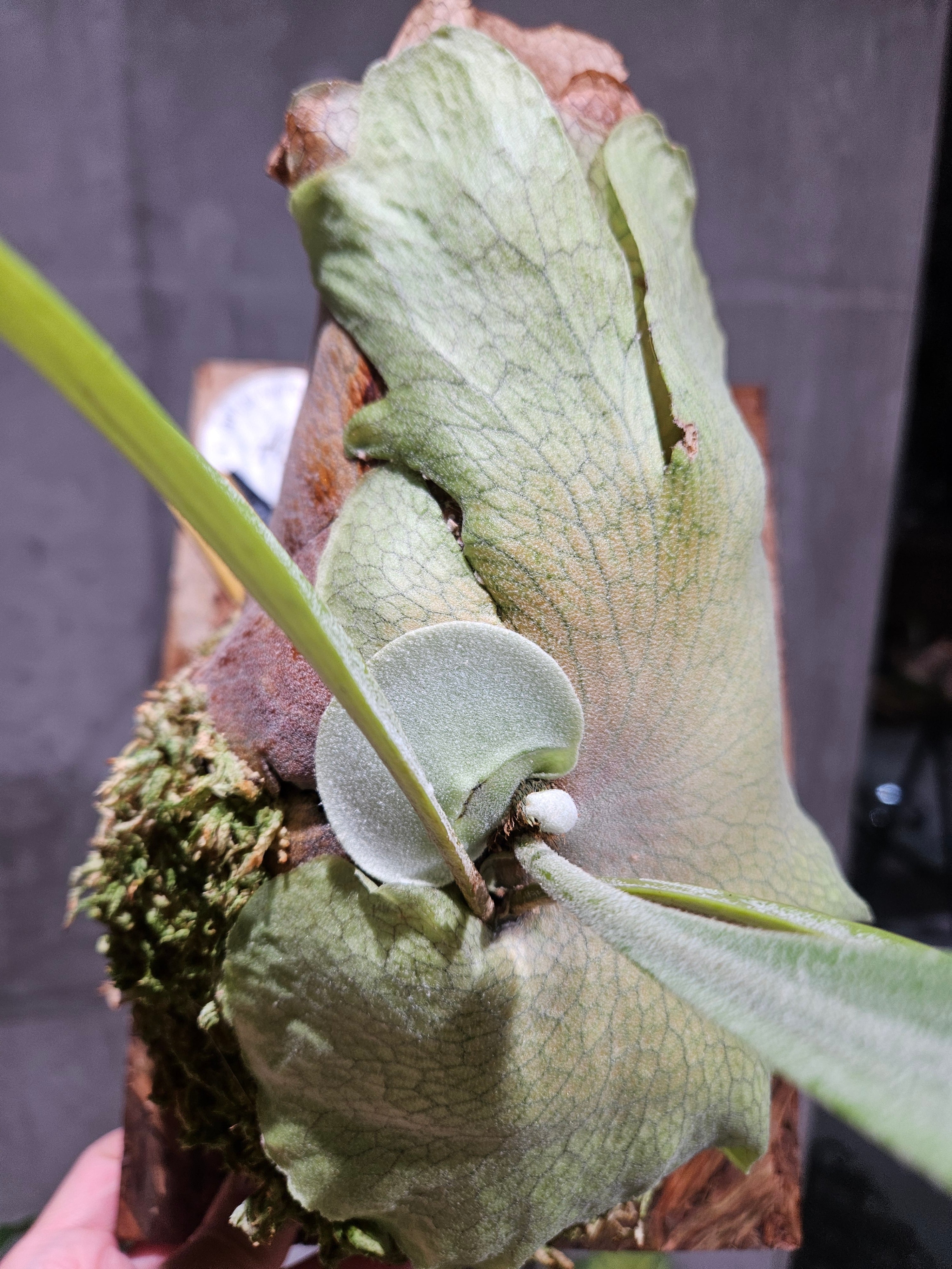 P. willinckii Hibiscus (OC) 【artPLANTs/PLANTS GARAGE P. willinckii Hibiscus (OC) 【artPLANTs/PLANTS GARAGE