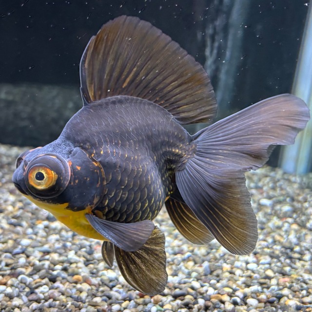 出目金ブロードテール　虎　１２ｃｍ