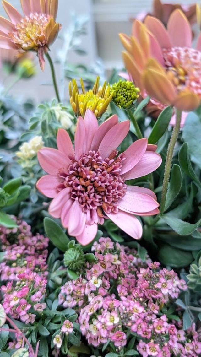 やさしい春色の寄せ植え ～桜子のバスケット～