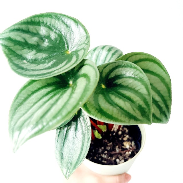 《人気》サンスベリア インディ Sサイズ 観葉植物 calm cafe