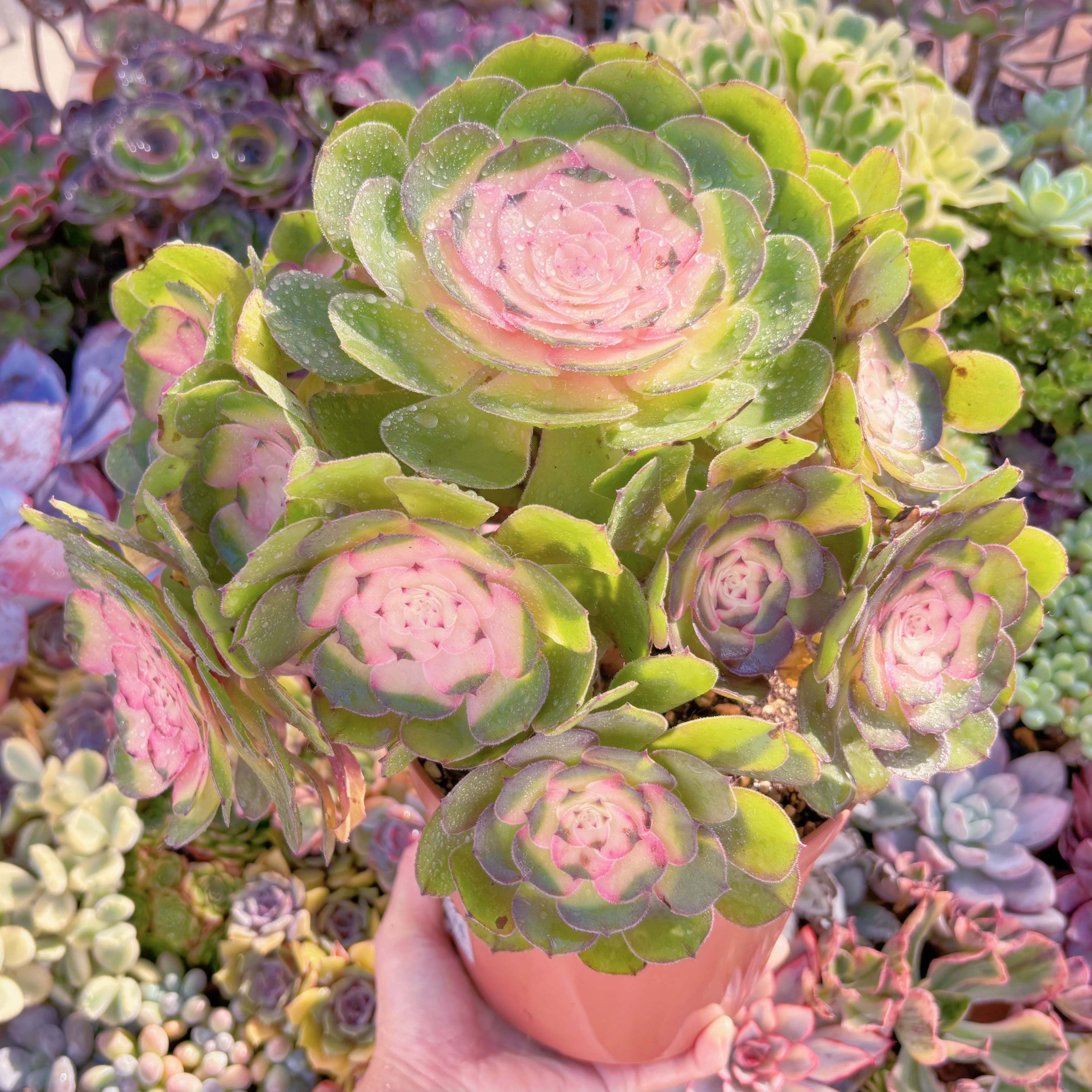 現品　ハロウィン錦#826　特特大群生　新入荷　るる農園