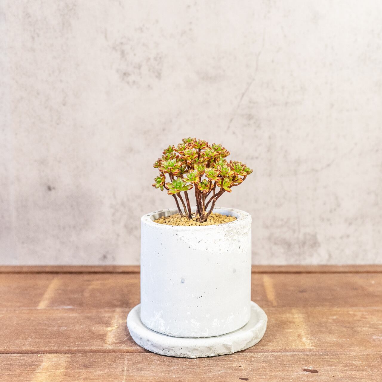 アエオニウム・小人の祭り錦｜ふた株の動きが可愛い盆栽仕立て【手づくりモルタル鉢】