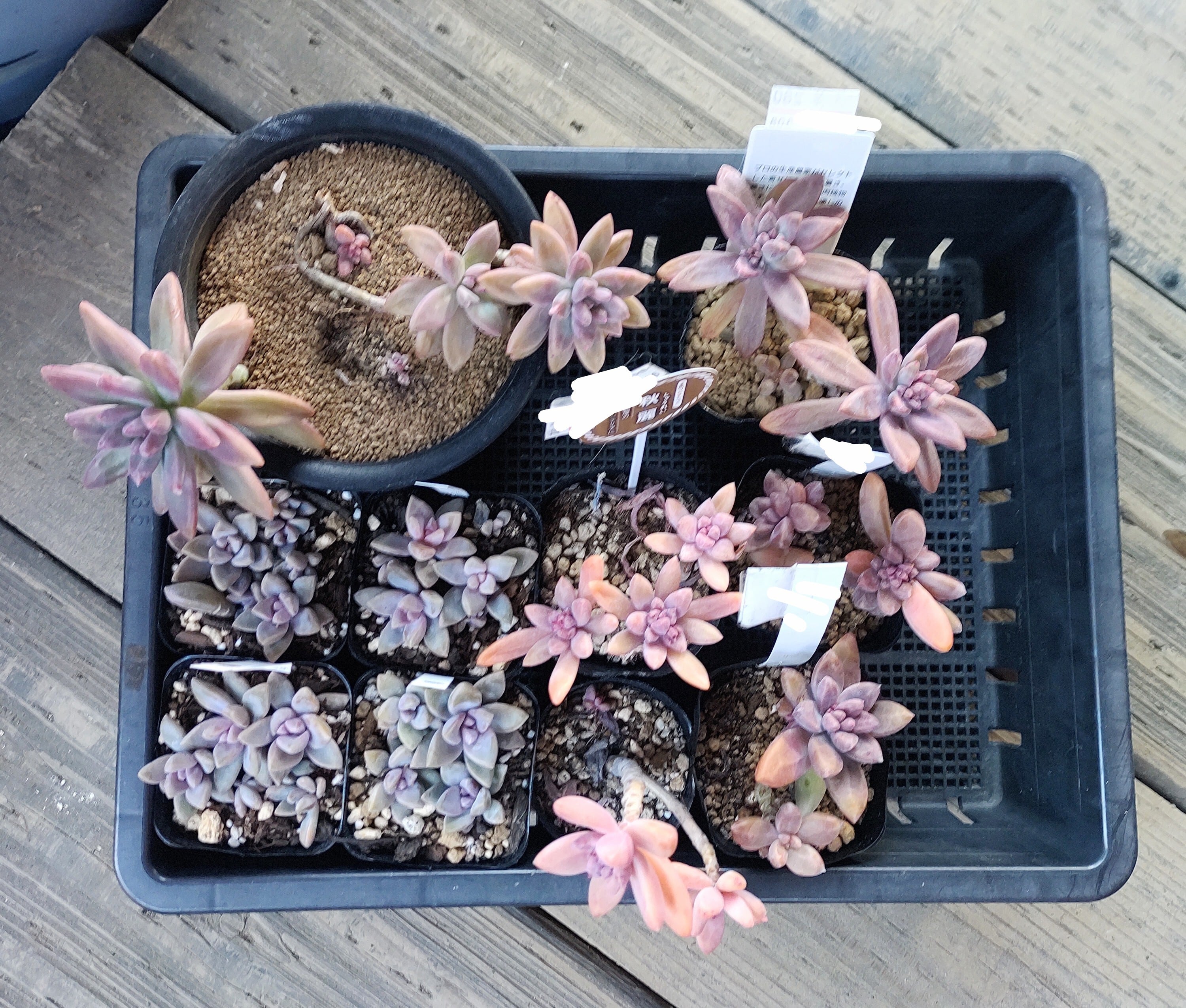 キャンディーグレープ | RuPo 多肉植物専門店