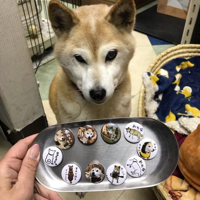 看板犬缶バッチ