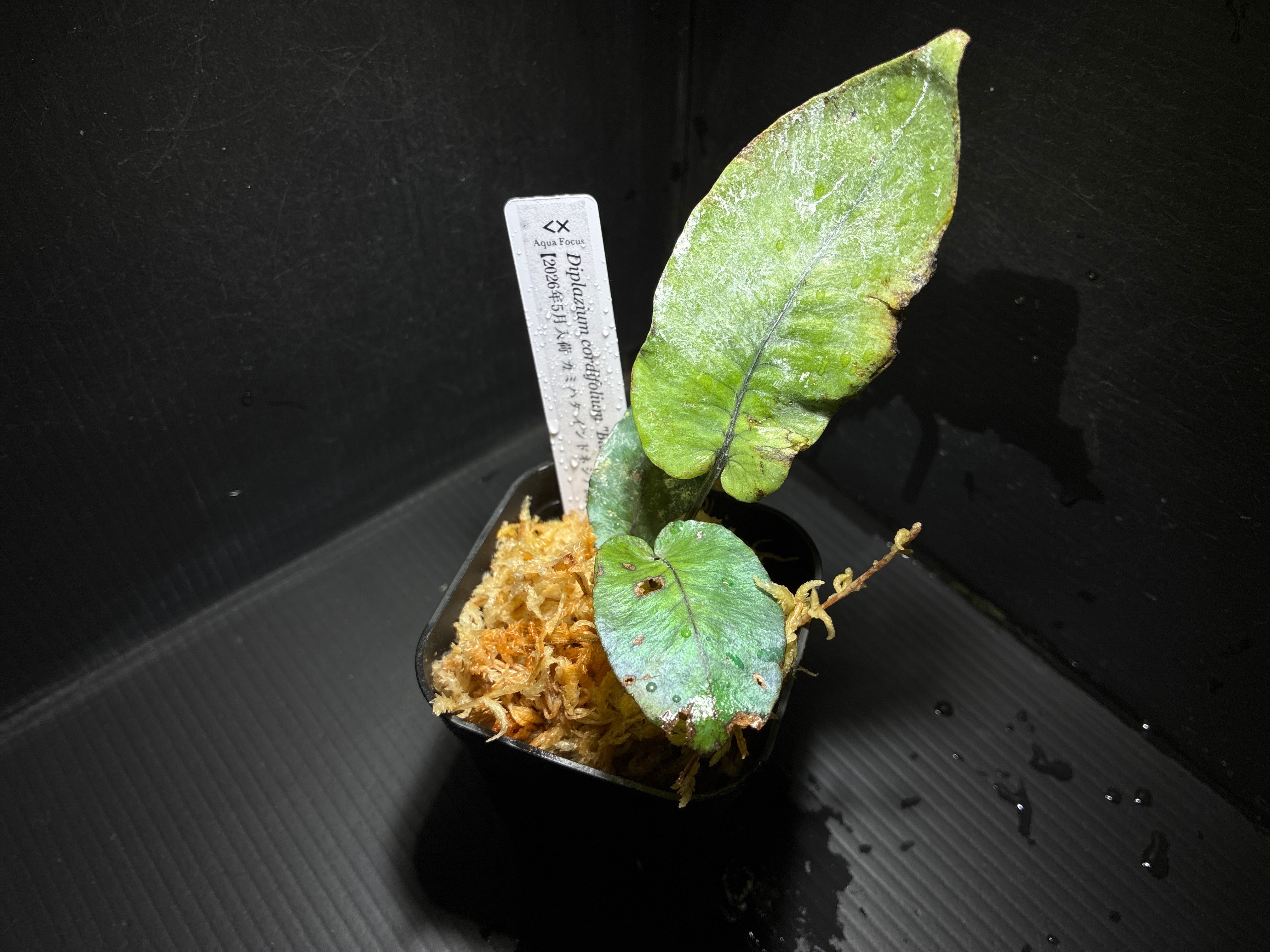 Bucephalandra sp. Murung raya【LA0813-1】 | AquaFocus