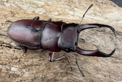 《ミシマコクワガタ 硫黄島産 44.5mm ♂♀♀トリオ》