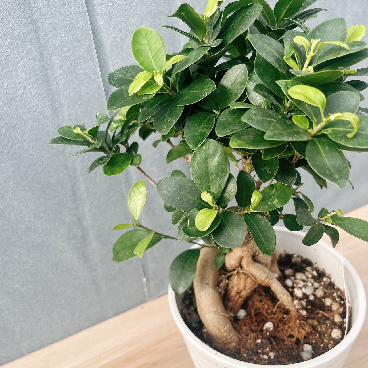 現品］95番 ガジュマル 接木 観葉植物 室内 ニンジンガジュマル ゴムの