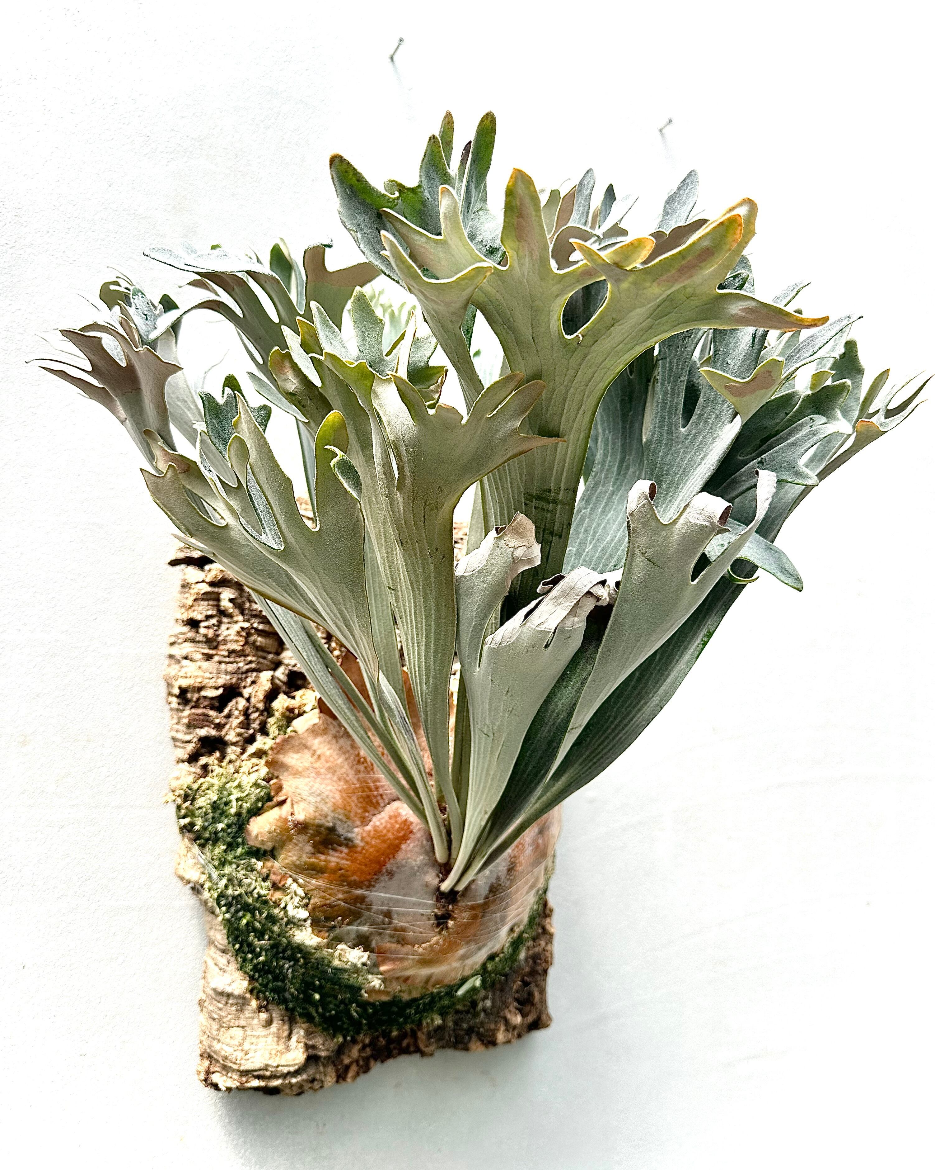 ビカクシダ　dk9 Platycerium Blue vista ビカクシダブルービスタ ビカクシダウィ