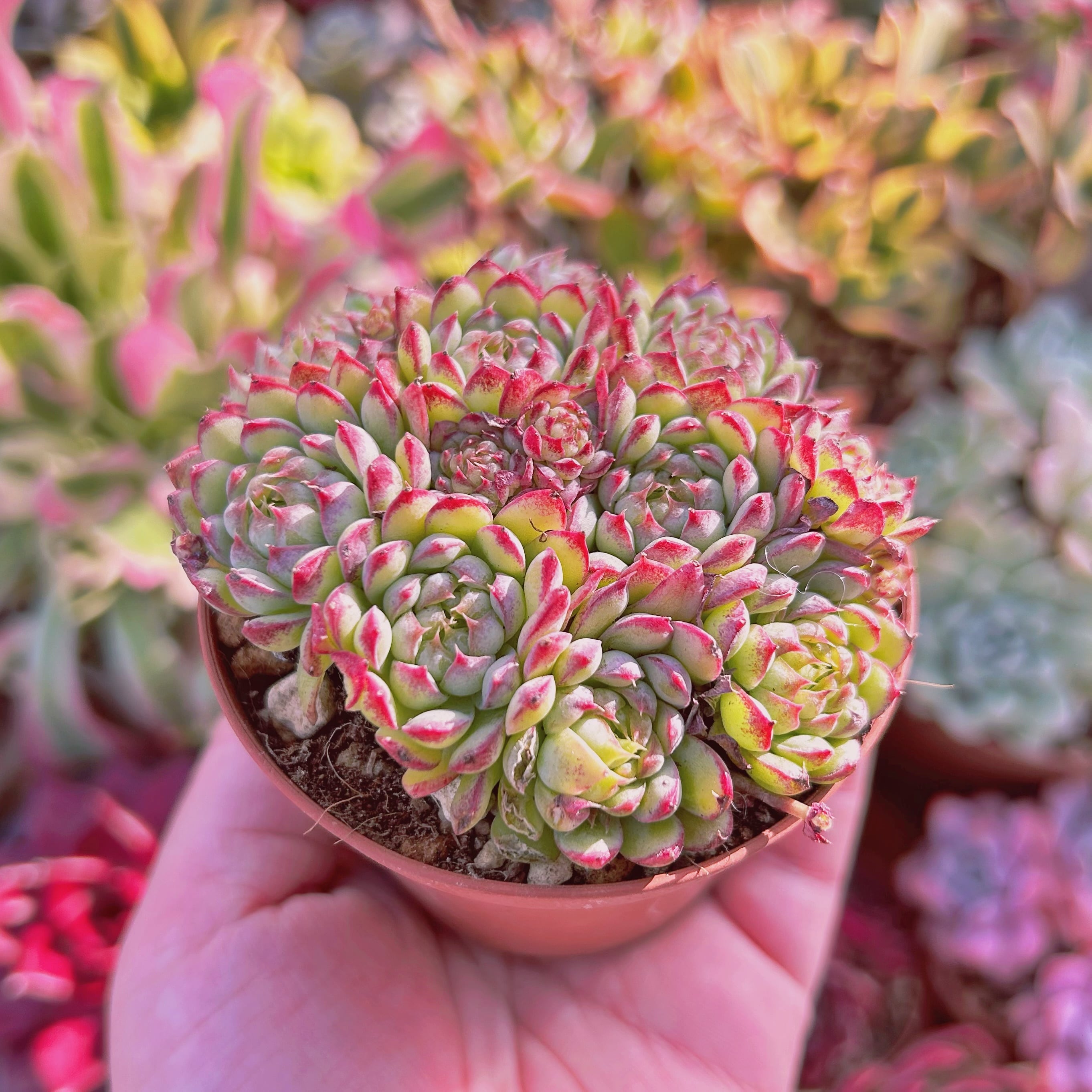 多肉植物 Echeveria 虞姫 7頭以上 | るる農園~多肉植物専門