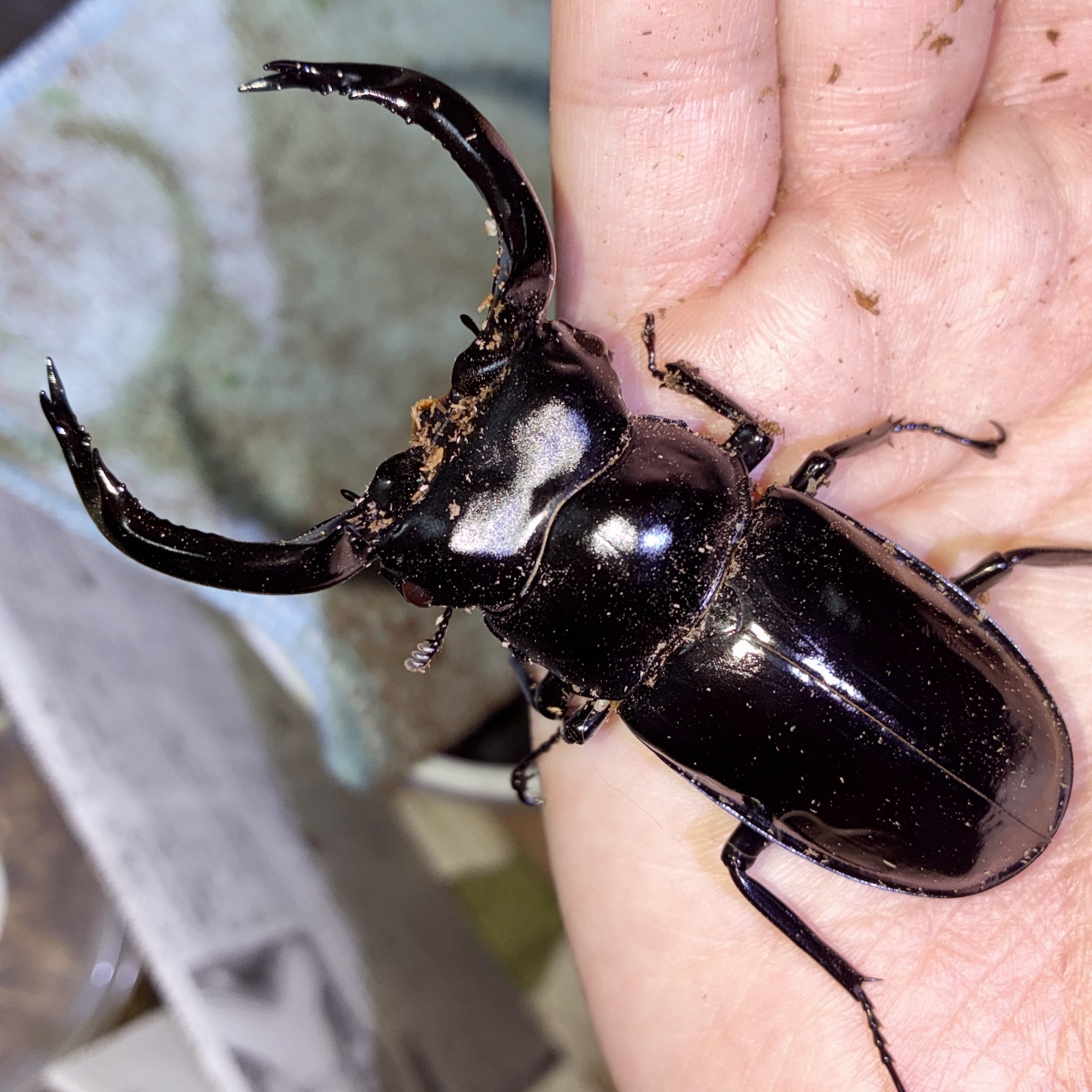 ☆台湾産 クワガタ 50mm 動植物関連書籍 ＞ 節足動物 ＞ 昆虫（甲虫