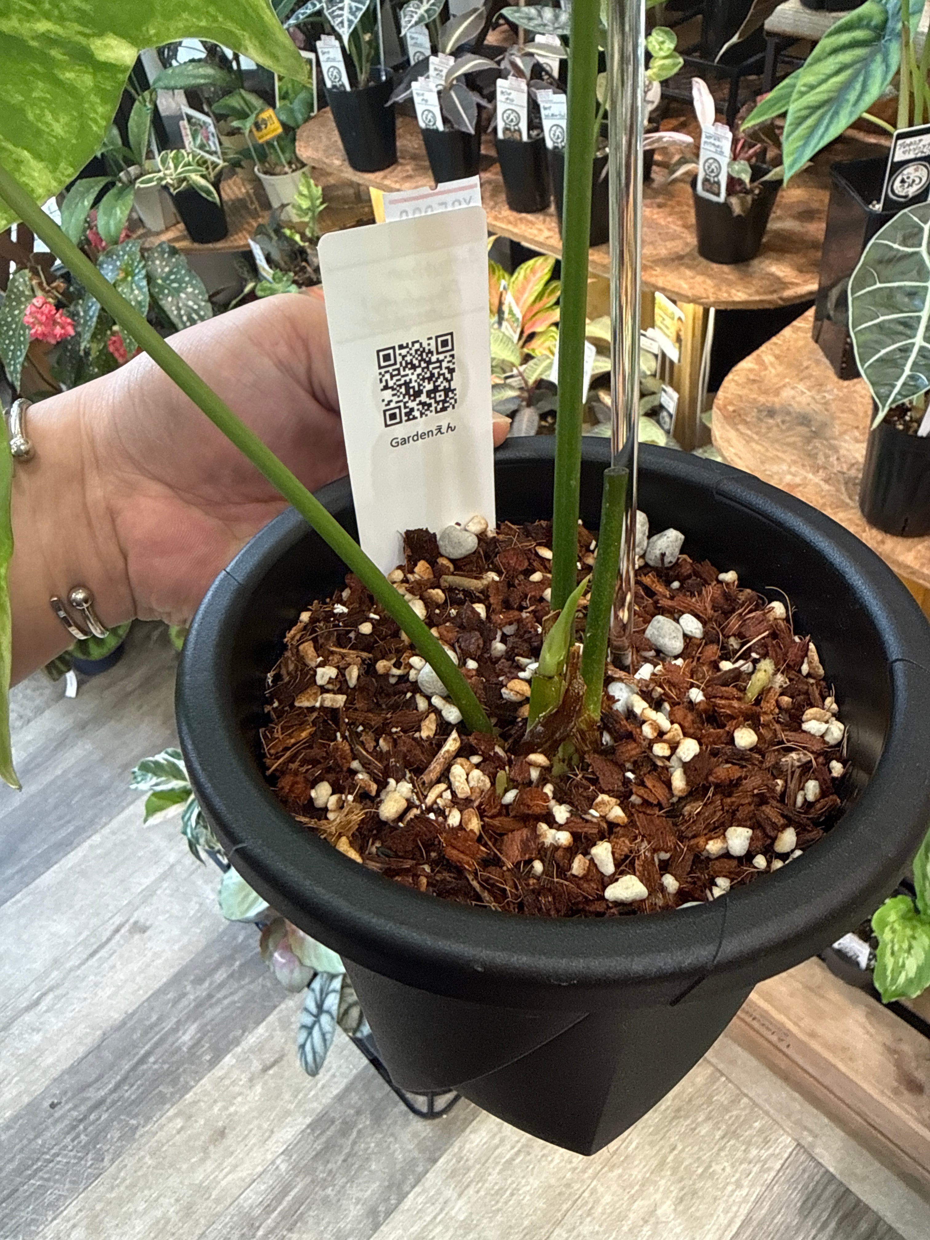anthurium pterodactyl 'variegated' / アンスリウムプテロダクティル