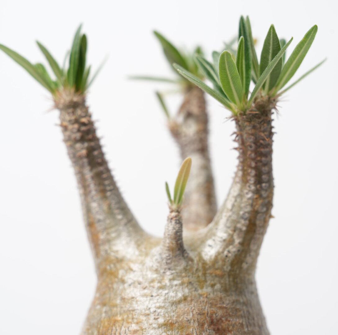 パキポディウム　グラキリス　発根済み パキポデューム グラキリス 発根済み （パキポディウム